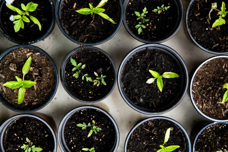 Fresh green saplings in pots to represent growth of small and local businesses given the right environment.
